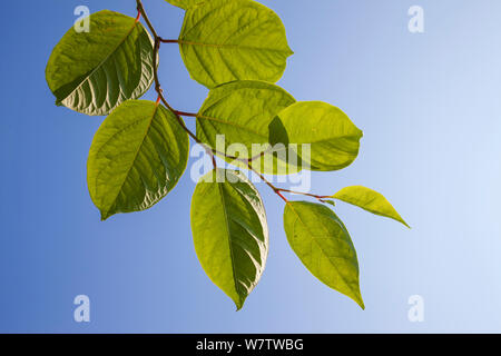 La renouée japonaise (Fallopia japonica) classé comme une espèce envahissante dans le Royaume-Uni. L'usine peut endommager les bâtiments et les routes ainsi qu'à former des colonies denses que d'évincer les espèces indigènes. Royaume-uni, septembre. Banque D'Images