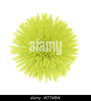 Maman verte flower isolated on white background Banque D'Images