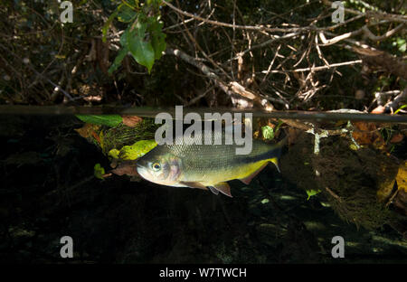 Piraputanga (Brycon hilarii) Recanto Ecologico, Rio da Prata, bonite, Mato Grosso do Sul, Brésil Banque D'Images