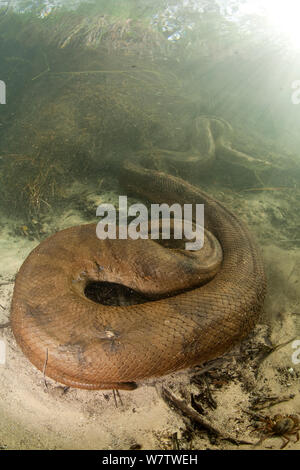 Anaconda vert (Eunectes murinus) Rivière Formoso, bonite, Mato Grosso do Sul, Brésil Banque D'Images