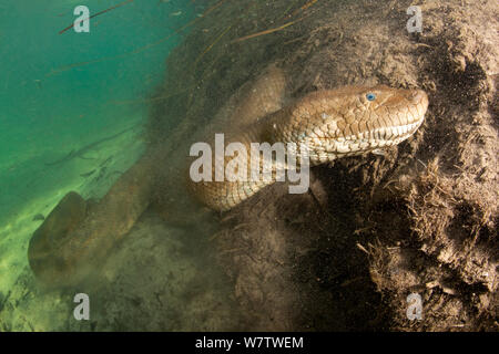 Anaconda vert (Eunectes murinus) sous l'eau à la rivière Formoso, bonite, Mato Grosso do Sul, Brésil Banque D'Images