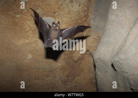 Grande feuille ronde bat (Hipposideros armiger) en vol dans la grotte, ville de Guilin, province du Guangxi, Chine, Novembery. Banque D'Images