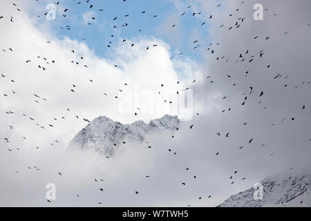 Troupeau de choughs bec rouge (Pyrrhocorax pyrrhocorax) en vol, Basongcuo National Park, le Qinghai Plateau tibétain, la Chine, novembre. Banque D'Images