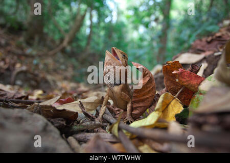 Emma Gray's Forest (lézard Calotes emma) menace dans l'affichage, Xishuangbanna National Nature Reserve, Province du Yunnan, en Chine, en mars. Banque D'Images