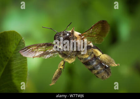 L'Est de l'abeille charpentière (Xylocopa virginica) couvert de pollen, en vol près de North Cherokee National Forest, North Carolina, USA, juin. Banque D'Images