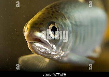 Le saumon coho (Oncorhynchus kisutch) fry portrait, captive. Banque D'Images