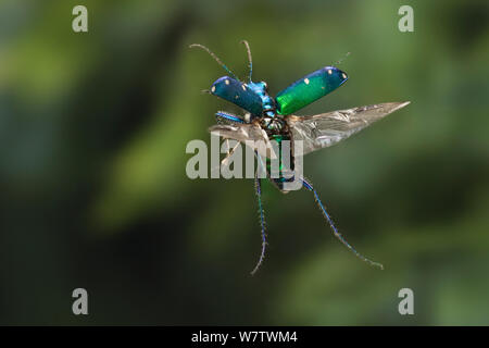 Repéré Six tiger beetle (Cicindela sexguttata) en vol, East Texas, USA, mars. Banque D'Images
