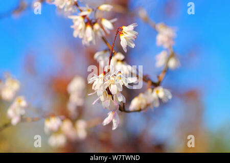 Abeliophyllum distichum fleurit au début du printemps Banque D'Images