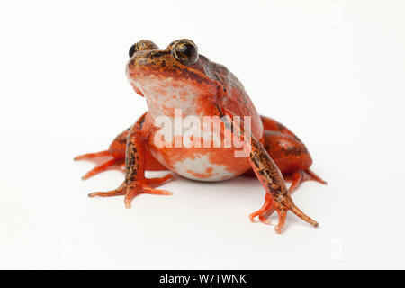 Femme grenouille du Nord à pattes rouges (Rana aurora) portrait, captive, prises avec licence. Banque D'Images