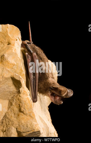 Grand mâle tuberculata (Nyctinomops macrotis) se percher sur Rock, Texas, USA Septembre. Banque D'Images