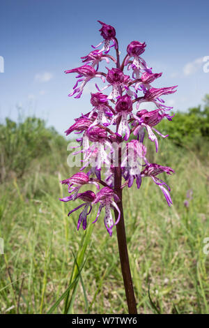 Hybride naturel orchid (Orchis x angusticruris) croisement entre l'orchidée singe (Orchis simia) et Lady orchid (Orchis purpurea) près de Torrealfina, Orvieto, Ombrie, Italie, mai. Banque D'Images