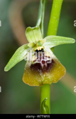 Orchid (Ophrys lacaitae hybride Ophrys x holoseria ssp gracilis) dans les bois, près de San Marco in Lamis, Italie, mai. Banque D'Images