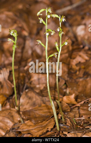 Orchid Coralroot (Corallorhiza trifida) espèces saprophytes, près de Madonna di Campiglio, Trento, Italie, juillet. Banque D'Images