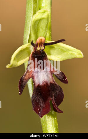 L'orchidée Ophrys insectifera (Fly) en marges des bois sur roche calcaire. Torrealfina près de Orvieto, Ombrie, Italie, avril. Banque D'Images