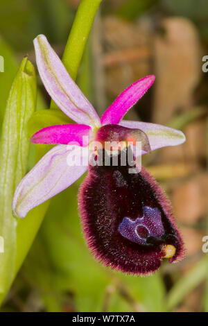 L'Ophrys Bertoloni Ophrys bertolonii () près d'Torrealfina, Orvieto, Ombrie, Italie, avril. Banque D'Images