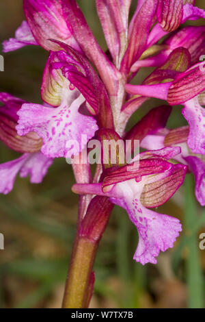 Papillon rose orchid (Orchis papilionacea) Portoferraio, l'île d'Elbe, Toscane, Italie, avril. Banque D'Images