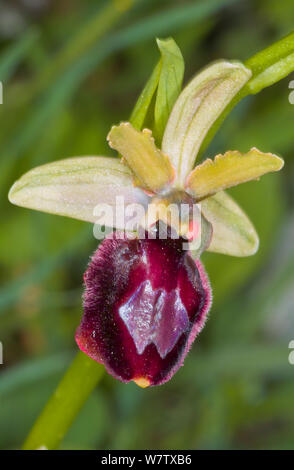 Orchidée hybride (Ophrys x flavicans). Hybride de Bertoloni's Orchid (Ophrys bertolonii) et le l'orchidée araignée (Ophrys sphegodes) près de Ruggiano, Gargano, Pouille, Italie, avril. Banque D'Images