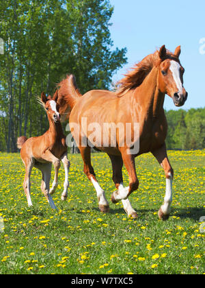 Chestnut Arabian Mare et quelques semaines poulain exécutant ensemble sur prairie de fleurs jaunes. Banque D'Images