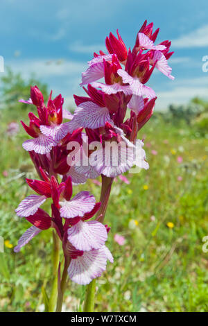 Orchidée papillon rose (Anacamptis papilionacea var grandiflora) grande forme, Ferla, Sicile, Italie, avril. Banque D'Images