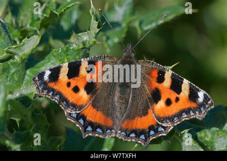 Petit papillon écaille (Aglais urtica) côte de Causeway, comté d'Antrim, Irlande du Nord, au Royaume-Uni, en septembre. Banque D'Images