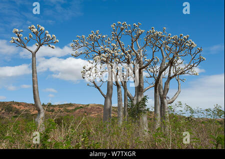 Pachypodium rutenbergianum succulentes (arbres), ramena, Madagascar Banque D'Images