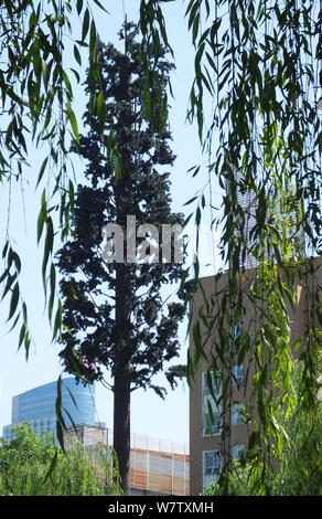 Une tour de téléphonie mobile déguisée pour ressembler à un arbre est représenté à Yichang city, le centre de la Chine, la province du Hubei, 17 mai 2017. A 10 mètres de haut mobile Banque D'Images
