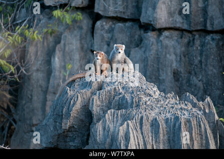 Lémurien couronné Eulemur coronatus) (les jeunes hommes et femmes, l'Ankarana NP, Madagascar Banque D'Images