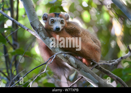 Lémurien couronné Eulemur coronatus) mâle (NP Ankarana, Madagascar. Banque D'Images