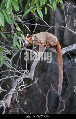 L'Eulemur coronatus (lemur couronné) mâle, Ankarana PN., Madagascar Banque D'Images