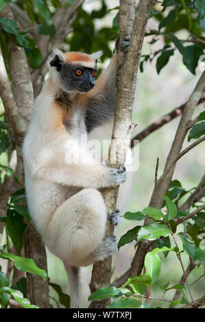 Le propithèque de Tattersall (Propithecus tattersalli), Madagascar, Daraine Banque D'Images