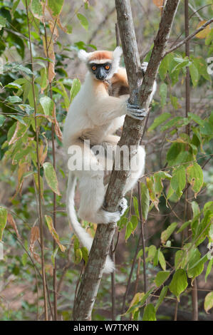 Le propithèque de Tattersall (Propithecus tattersalli), Madagascar, Daraine Banque D'Images