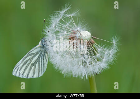 Blanc veiné de vert (Pieris napi) seedehead sur le pissenlit (Taraxacum officinale), Kapellen, Belgique, mai. Banque D'Images