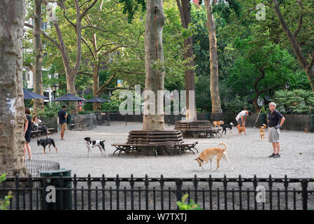 Dog Park de New York, vue en été des chiens et de leurs propriétaires dans l'exercice de dressage de boîtier dans le Madison Square Park, à Manhattan, New York City, USA Banque D'Images