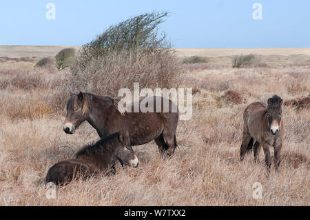 Poneys Exmoor (Equus caballus) Texel, aux Pays-Bas, en avril. Banque D'Images