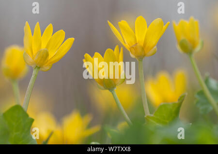 Chélidoine moindre fleurs (Ranunculus ficaria), Staatsbossen, Texel, aux Pays-Bas, en avril. Banque D'Images