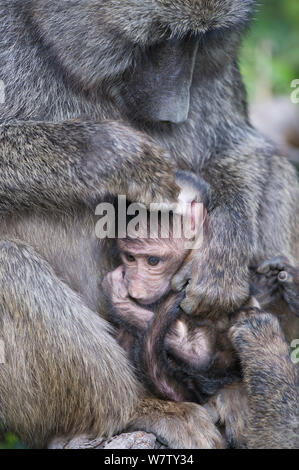 Des babouins Olive (Papio anubis) lissage adultes jeunes dans le parc national du lac Nakuru, au Kenya, en septembre. Banque D'Images