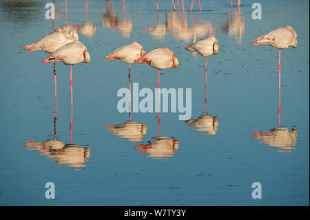 Plus de flamants roses (Phoenicopterus roseus) dormir au Parc Ornithologique du Pont de Gau, Les Saintes Maries de la mer, Camargue, France, mai. Banque D'Images