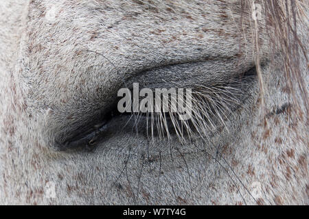 Oeil de cheval, Shell, Bighorn basin, Wyoming, USA, septembre. Banque D'Images