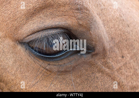Oeil de cheval, Shell, Bighorn basin, Wyoming, USA, septembre. Banque D'Images