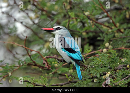 Woodland Kingfisher (Halcyon senegalensis) perché dans l'arbre, Serengeti, Tanzanie. Banque D'Images