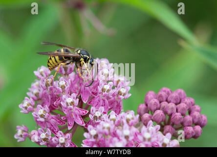 Antenne commune (Dolichovespula arenaria) Yellowjacket tricheuse (Asclepias incarnata Asclépiade incarnate( French Creek State Park, Philadelphie, Pennsylvanie, USA, août. Banque D'Images