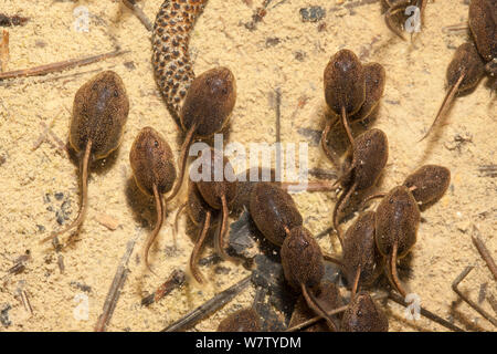 Les têtards du crapaud de Fowler (Anaxyrus fowleri) École en flaque, Estell Manor, Atlantic County, New Jersey. USA, juin. Banque D'Images