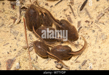 Les têtards du crapaud de Fowler (Anaxyrus fowleri) École en flaque, Estell Manor, Atlantic County, New Jersey. USA, juin. Banque D'Images