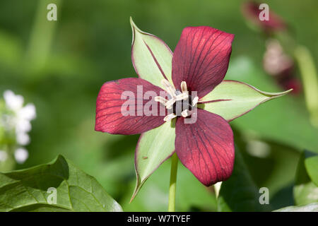 Trillium rouge (Trillium erectum) Fairmount Park, ruisseau Wissahickon, Philadelphia, Pennsylvania, USA, mai. Banque D'Images