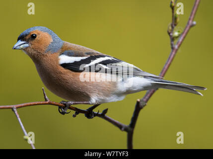 (Fringilla coelebs Chaffinch mâle) perché sur la branche de bouleau. Longframlington, Northumberland, Angleterre. Banque D'Images