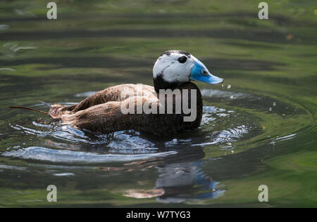 Homme (Oxyura leucocephala) captive, Washington Wildfowl and Wetlands Trust, Washington, Tyne and Wear, Royaume-Uni. Banque D'Images