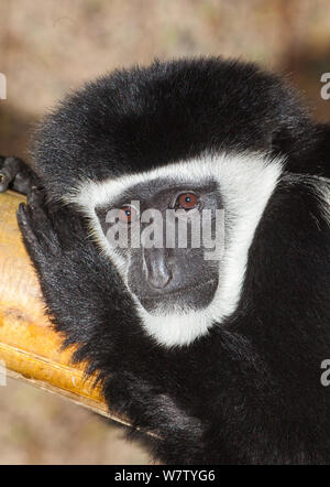 L'est le noir et blanc (Colobus guereza Colobus caudatus) de l'Afrique centrale. Banque D'Images