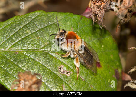 Au début de l'exploitation minière (abeille femelle Andrena haemorrhoa) Brockley cimetière, Lewisham, London, UK, avril. Banque D'Images