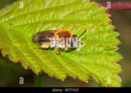 Au début de l'exploitation minière (abeille femelle Andrena haemorrhoa) sur bramble Lewisham, Londres, Angleterre, Royaume-Uni, mai. Banque D'Images