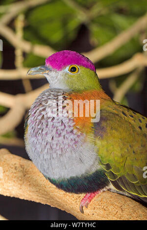 Superbe mâle (Ptilinopus superbus) à partir de la captivité de l'Australasie. Banque D'Images